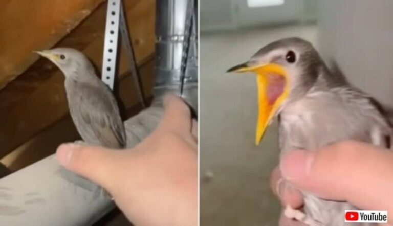 ぐぁしっ！「つかまえた！」家の中に迷い込んだ鳥、一瞬で身柄を確保され無事外へ放される