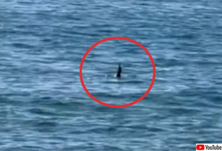 ネッシーかと思ったらヒクイドリ！世界で最も危険な鳥が海を泳いでいるところを目撃