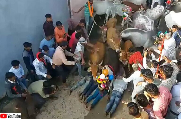 牛に踏みつけられるのはご褒美。願いが叶うとされているインドの伝統の祭り