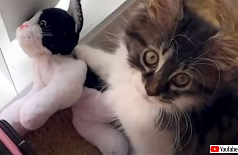 猫のぬいぐるみを溺愛する猫のため、新たに子猫を引き取ったところ誰よりも子猫を愛するように