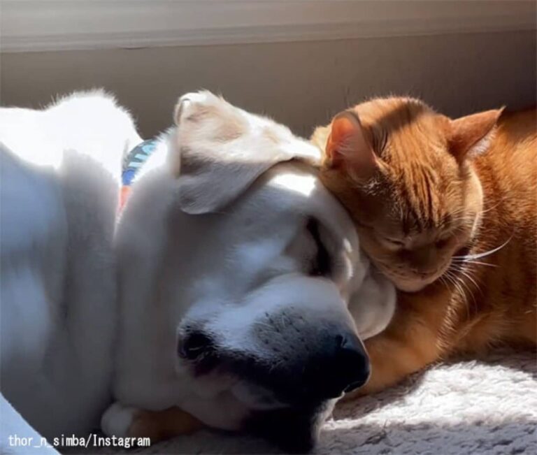 犬なんかしらーん！そう思っていた猫が子犬と友情を築くまでの物語