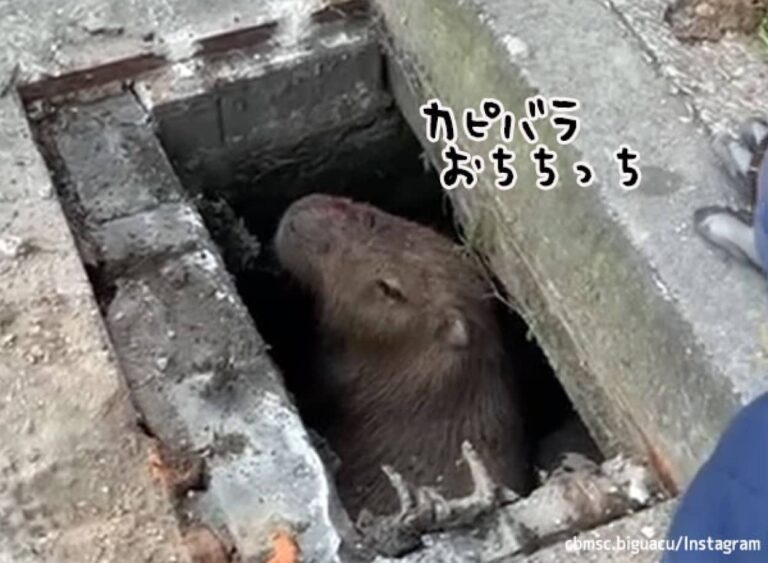 どうしてこうなった？カピバラが排水溝に落ち出られなくなっているところを救助