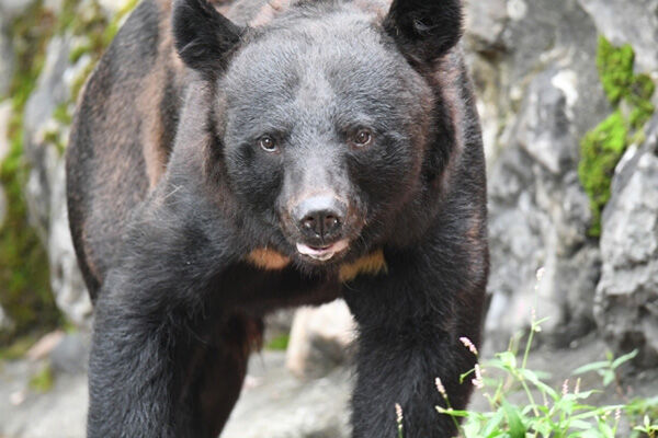 クマの駆除に「殺すな！」と抗議する電話がマジで止まらない模様…クマを思うあまり電話口で号泣する人まで出てきてしまう