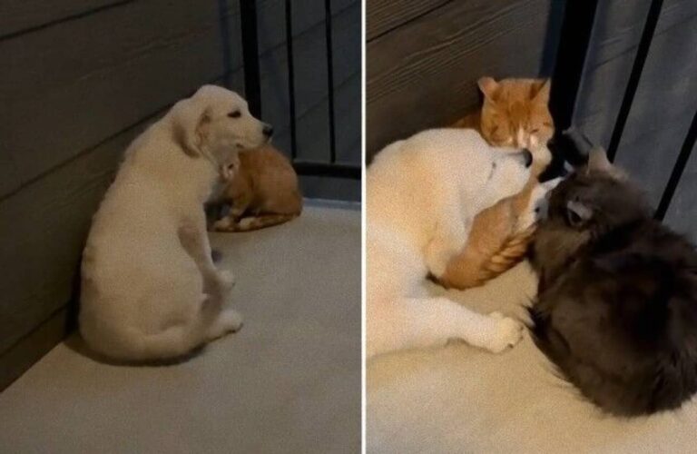 「ホントはちょっと寂しかったの」子猫と一緒に育った犬、引き取られた先で猫と触れ合い、嬉しさのあまりに尻尾ぎゃんふり