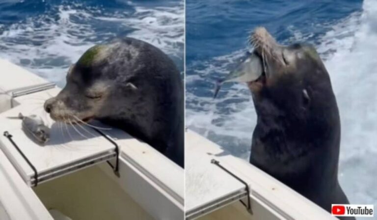 ボートにやってきたアシカ「そっちはイヤ、他のにして！」と釣果をえり好み。美味しいお魚を頂戴して去って行く