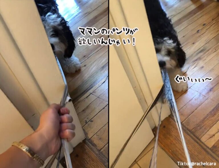 ママンのそれが欲しいんじゃい！トイレ中に降ろした下着を思いっきり引っ張る犬