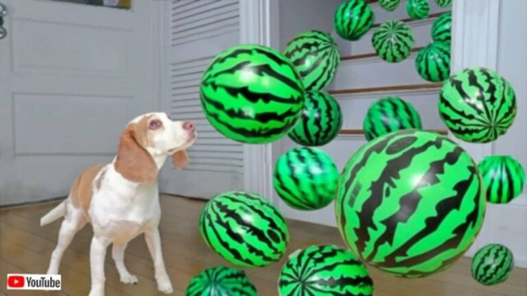 本物のスイカはいったいどこ？山のようなスイカボールとの決戦に挑むビーグル犬