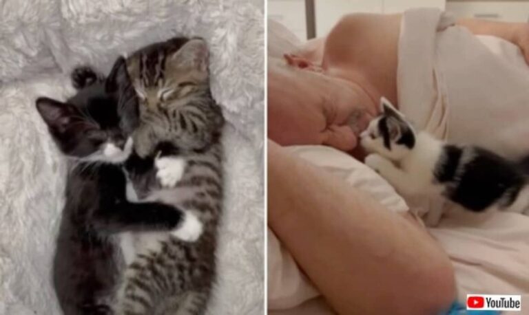 「なんて無粋な質問だ！」そんなの聞くまでもない？あなたの人生に猫が必要な理由とは