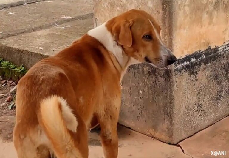 飼い主が病院で亡くなったことを知らず4か月間霊安室のまわりを探し回る犬