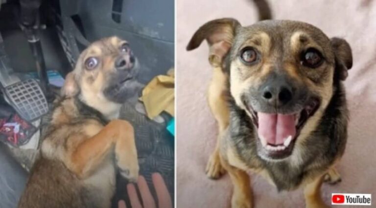 「怖い、でもいっしょに連れて行ってほしい！」路上で出会った犬が、今では大切な家族の一員に