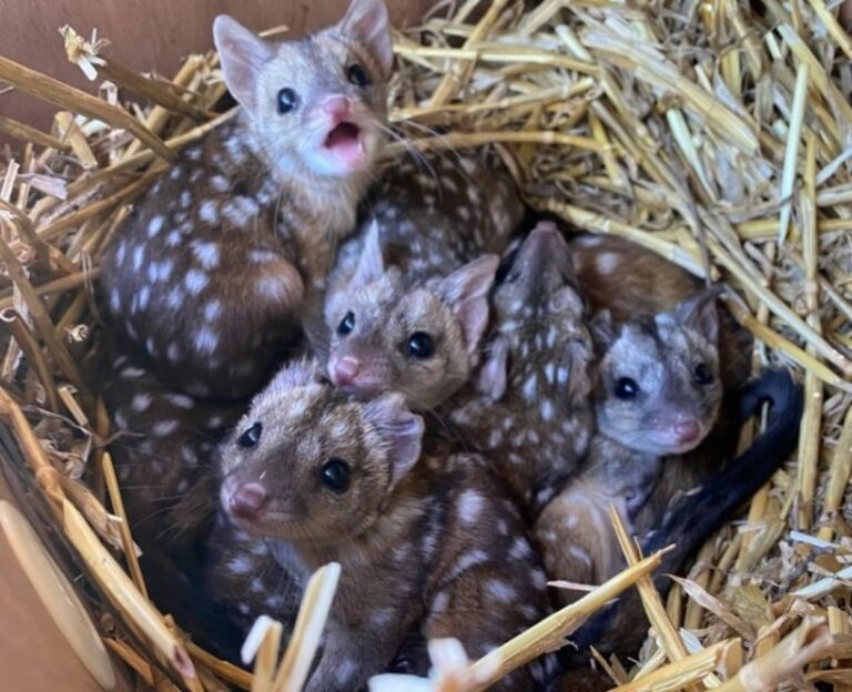 うれしいニュース。絶滅寸前だったオグロフクロネコの再導入がうまくいき、かわいい赤ちゃんたちが誕生