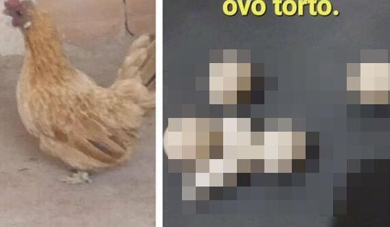 「見て見て～、ニワトリが変な形の卵産んだの～」→マジでヤバイ形をしてて話題にｗｗｗ しかも産んだ原因もアカン…