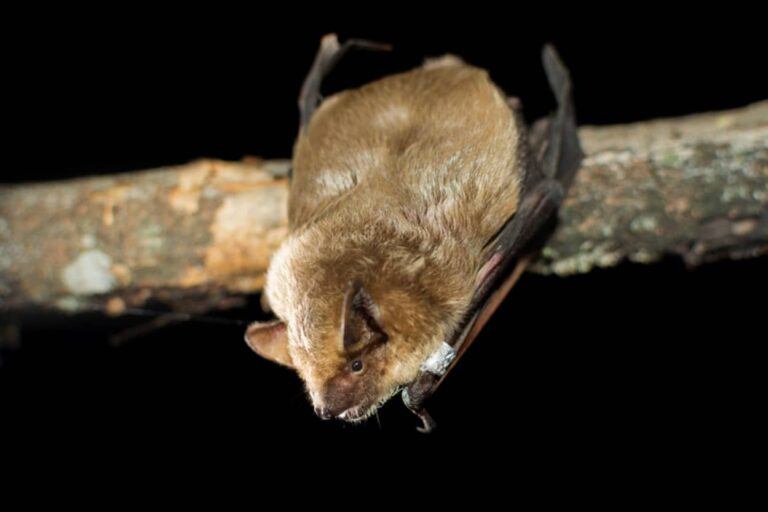 イチモツが大きすぎて入らないため、独特の方法で交尾をするコウモリ