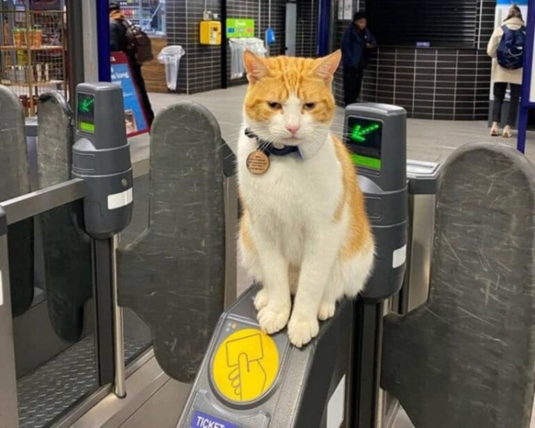 「行ってらっしゃい」「おかえりにゃ」乗客たちの心を癒してくれるイギリスの猫駅員