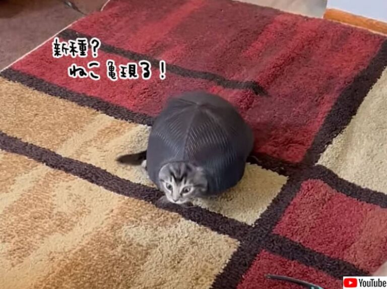 えっ進化した？子猫を飼いはじめたらいつのまにか亀になっていた件