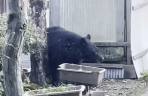 お父さんだと思ったらクマでした。「お父さん、ご飯やで！」と呼んでも返事せず