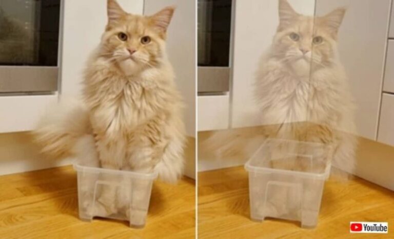 「なぜニ！納得いかないニャ！」メインクーン、瞬間移動ができる魔法の箱を駆使して子猫を翻弄する