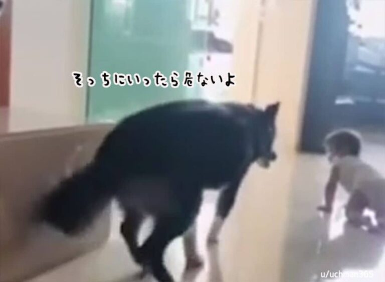 赤ちゃんが階段から落ちないよう、見守りつつガードをするやさしい犬