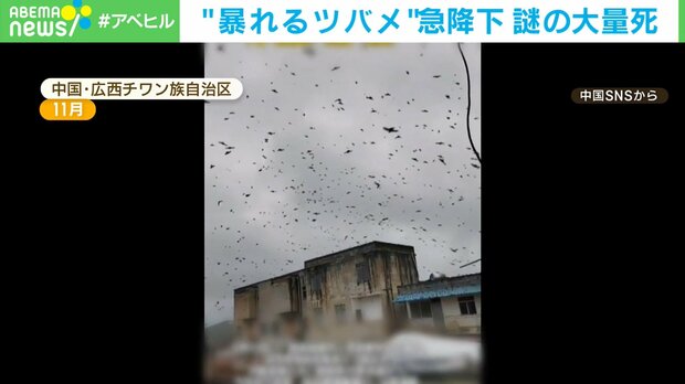 【凶兆】これ以上不吉なことってある？ 空を覆うツバメの大群→地面に落下して大量死 原因は？ 中国（動画あり）