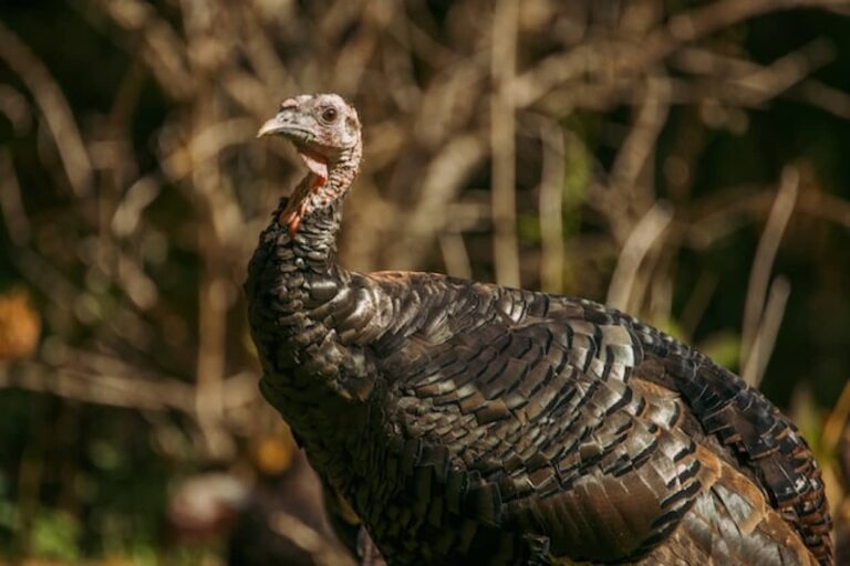愛するペットは七面鳥。歯医者にもパブにも連れて行き、クリスマスに七面鳥を食べないことを決意