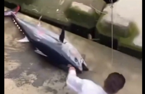 【衝撃映像】福岡の川でなぜかマグロが釣れてしまうｗｗｗｗ