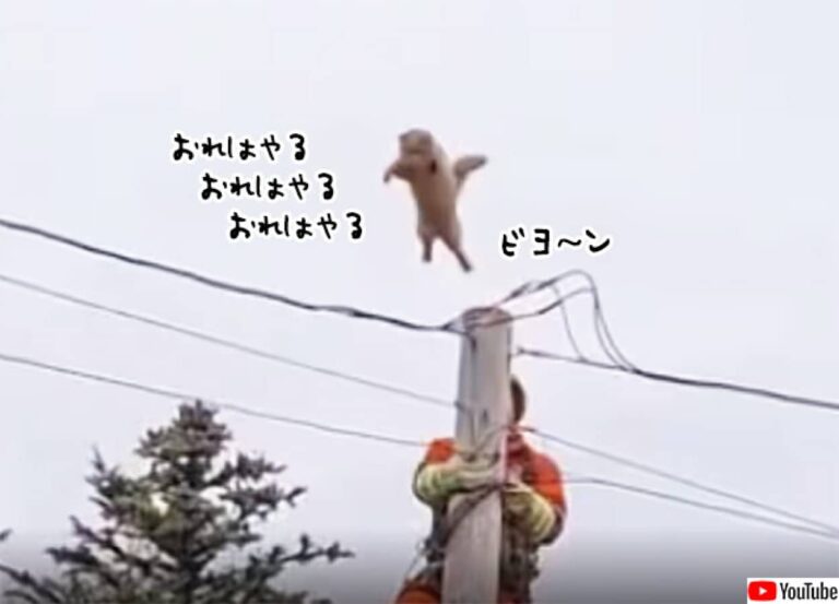 お前らの手など借りん！電柱の上にいる飼い猫を救助しようとしたところ自力で大ジャンプ