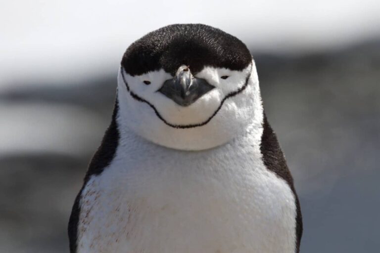 ヒゲペンギンの独特な睡眠法。4秒間のうたた寝を1万回繰り返して1日11時間睡眠を確保