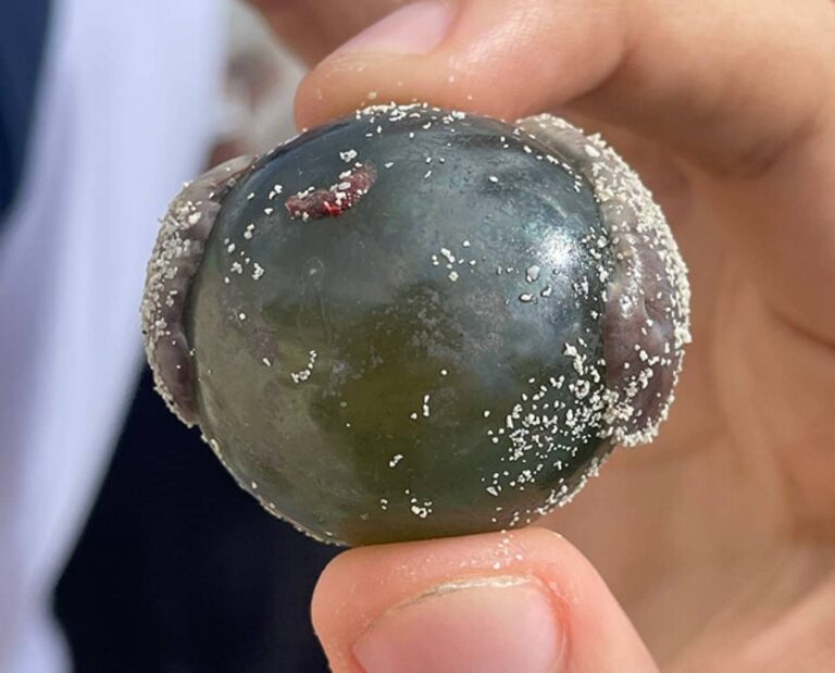 「船乗りの目玉」と呼ばれる世界最大の単細胞生物