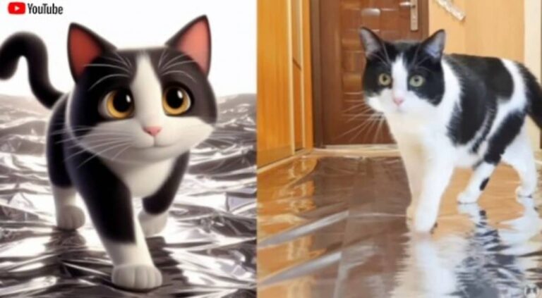 アニメとリアル、どっちがお好き？保護猫プーシクくんとアニメの猫を比べてみた結果