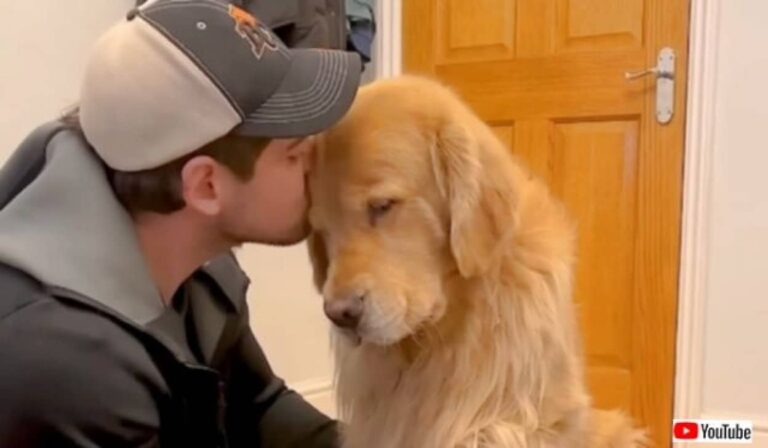 愛犬が落ち込んでいる？「大好きだよ！そばにいるよ！」犬生最悪の日だったとしても、愛する人がいれば大丈夫