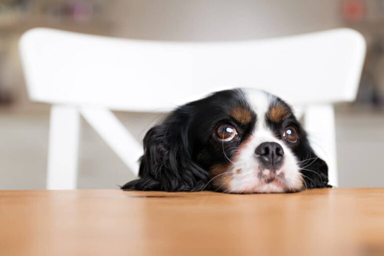 人間が犬の目の色に影響を与えたかもしれない。より好まれるように黒っぽく変化