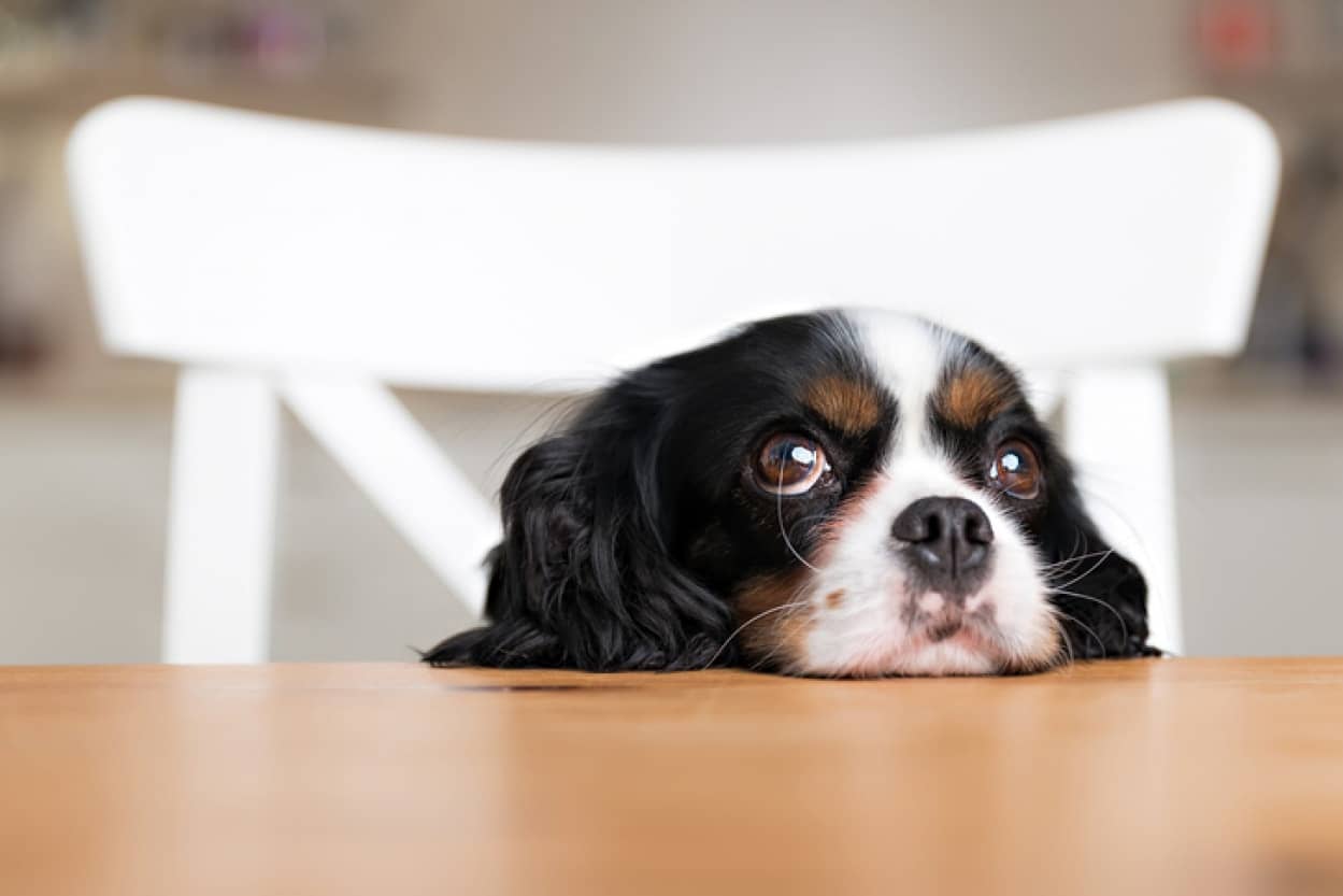 人間が犬の目の色に影響を与えたかもしれない。より好まれるように黒っぽく変化