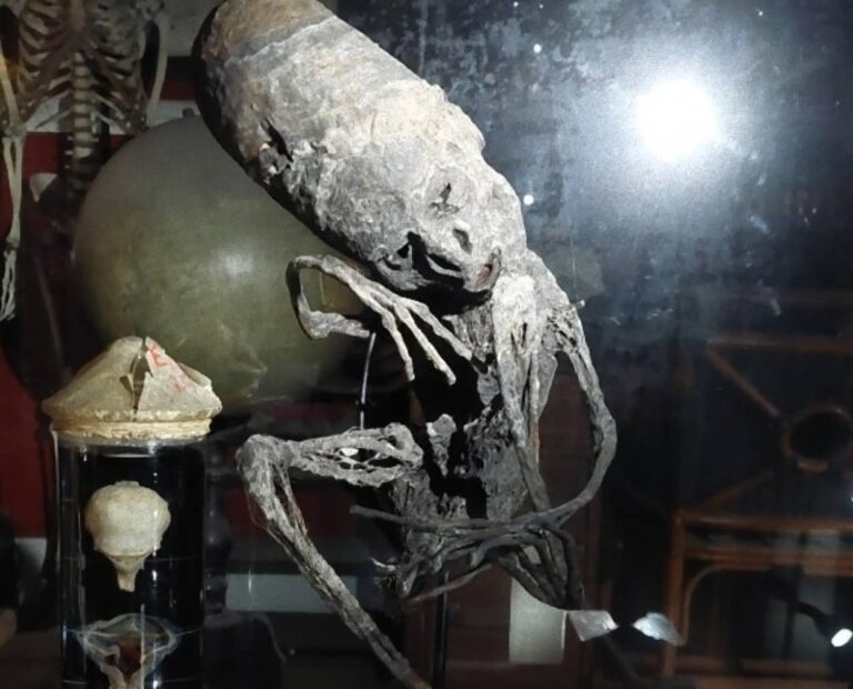 ミイラ化したエイリアンの遺体？ベルギーの動物園で保管していた謎のミイラの正体は？