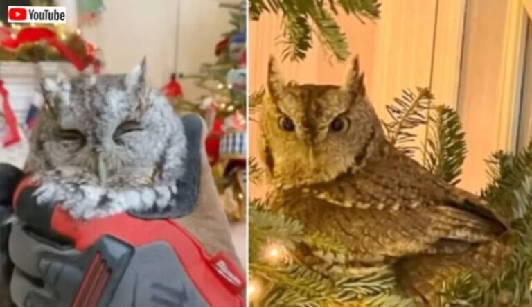 「えっ、飾りじゃなかったの？」クリスマスツリーに紛れてやって来たミミズク、4日後にリビングルームで発見される