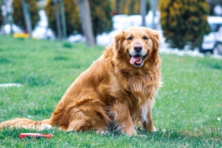 犬の寿命を延ばす新薬が承認に近づく。2026年には製品化の見込み