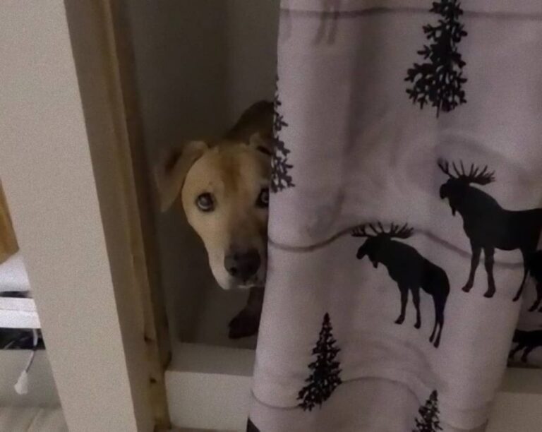 虐待され声が出せなくなった犬が、人間との信頼関係を取り戻しトラウマを克服するまでの物語