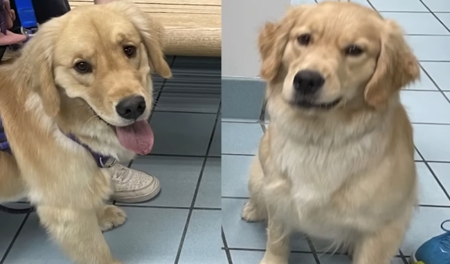 「保育園から戻ってきたうちの犬、普段は人の顔を舐めないのに舐めたり、大好きな隣人を無視したり何かがおかしい」 → 衝撃の事実が判明ｗｗｗｗｗ