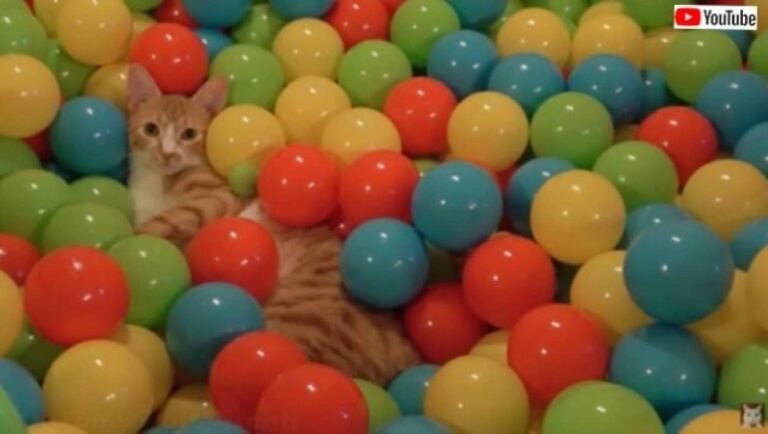 愛猫「居心地のいい場所を作る努力ならとことんするニャ！」と、自分でベッドなどの配置換えをする