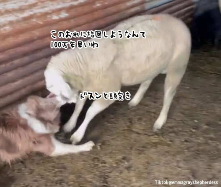 「誰がボスなのかわかってないようだな」ボーダーコリーに頭突きで挑んだ羊、逆にノックアウトされてしまう