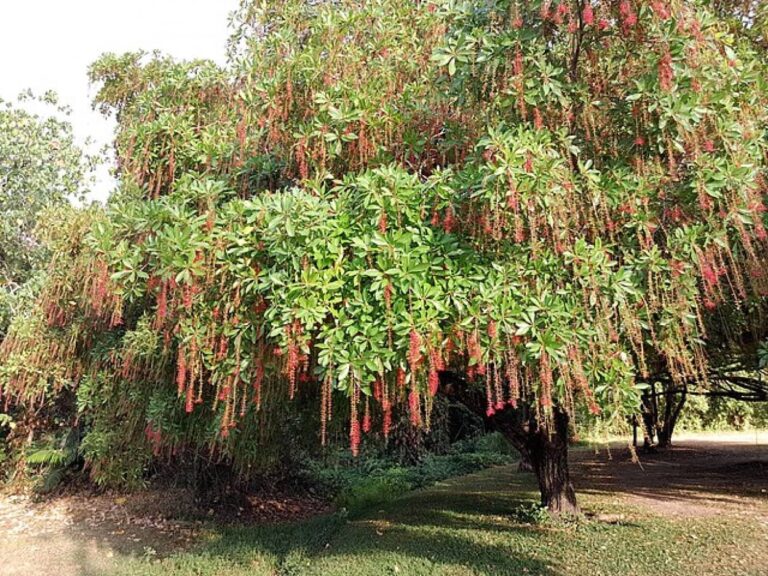 オーストラリアの先住民族が植物を使った伝統薬にモルヒネの10倍の鎮痛効果