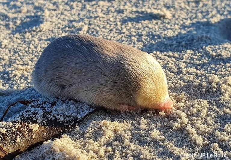 うれしいニュース。絶滅したと思われていた黄金のモグラを約90年ぶりに再発見