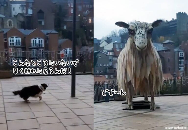 そこのでかいやつ、群れに戻れ！巨大な羊の像をみたボーダーコリー犬の本能が炸裂