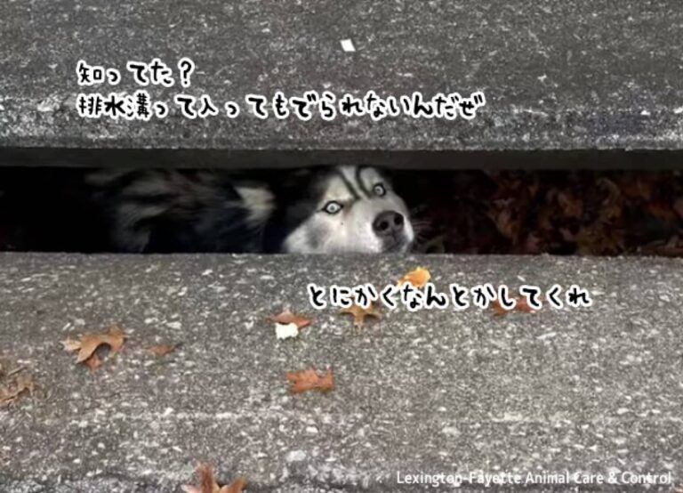 飼い主から逃走して冒険していたハスキー犬、排水溝から出られなくなってしまう