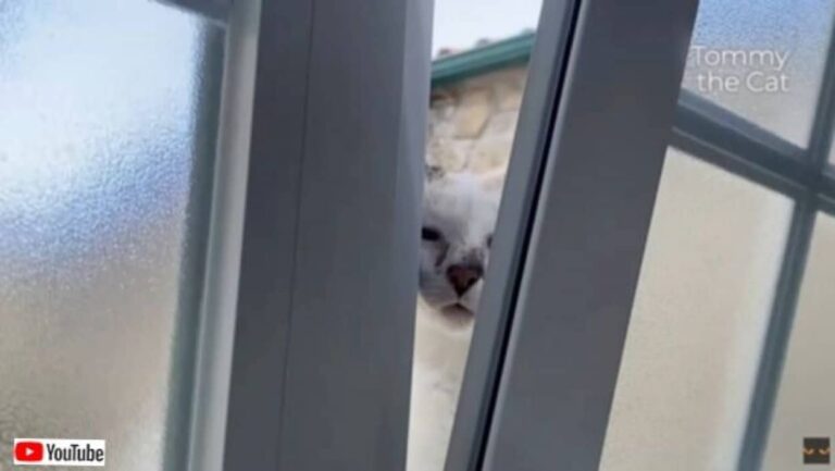「ちょっ、このストーカー何とかするニャ！」ポルトガルのシティキャット、田舎でカノジョにつきまとわれる