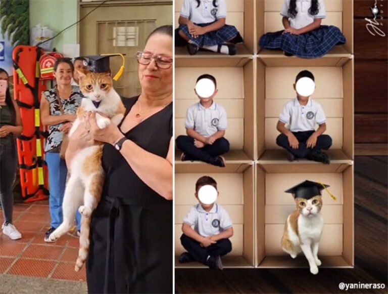 毎日学校に通い続けた近所の猫が児童と一緒に卒業