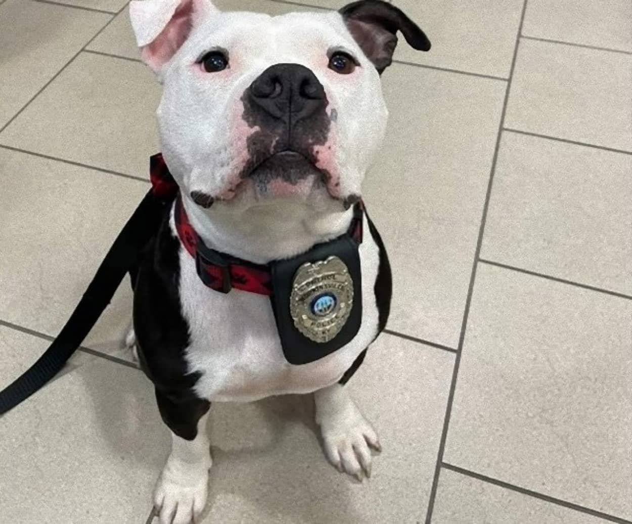 警察署に1日訪問した保護犬、警官たちの心をわしづかみにし署の一員に