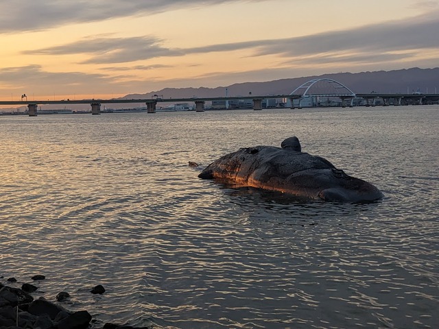 大阪湾に迷い込んだマッコウクジラ「淀ちゃん」の処理費用（８０１９万円）、大阪市試算の２倍以上…市長らに相談なく増額要求に応じる
