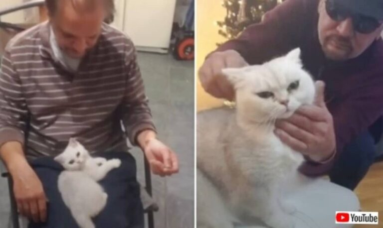 「猫を飼うだと？絶対に許さん！」と言っていたダディ、可愛い子猫に身も心もメロメロに溶かされる