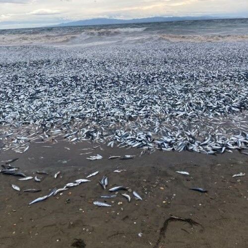北海道の海岸におびただしい量の魚が打ち上げられる　何が起きてるんだ・・・？？？