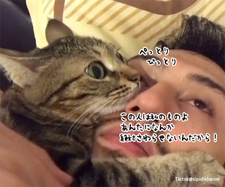 やめて私の男よ！ヒゲメンが好きすぎる猫。彼女がキスをしようとすると猫パンチ＆キシャー！